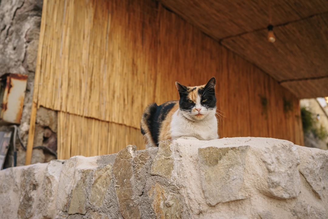 Best Cappadocia Wine Visits in Summer