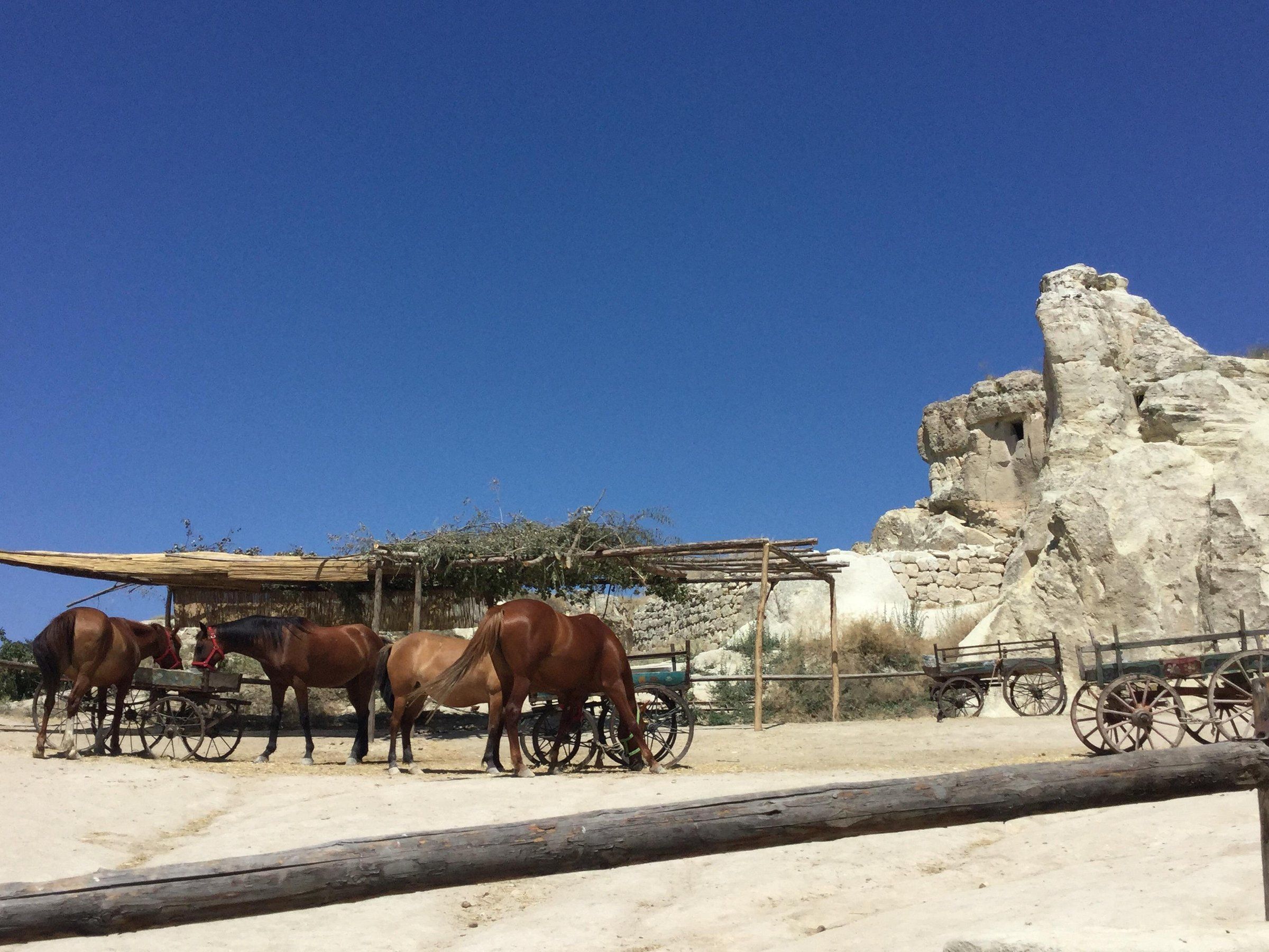 Cemal Ranch Cappadocia: Horseback Riding Guide 2026