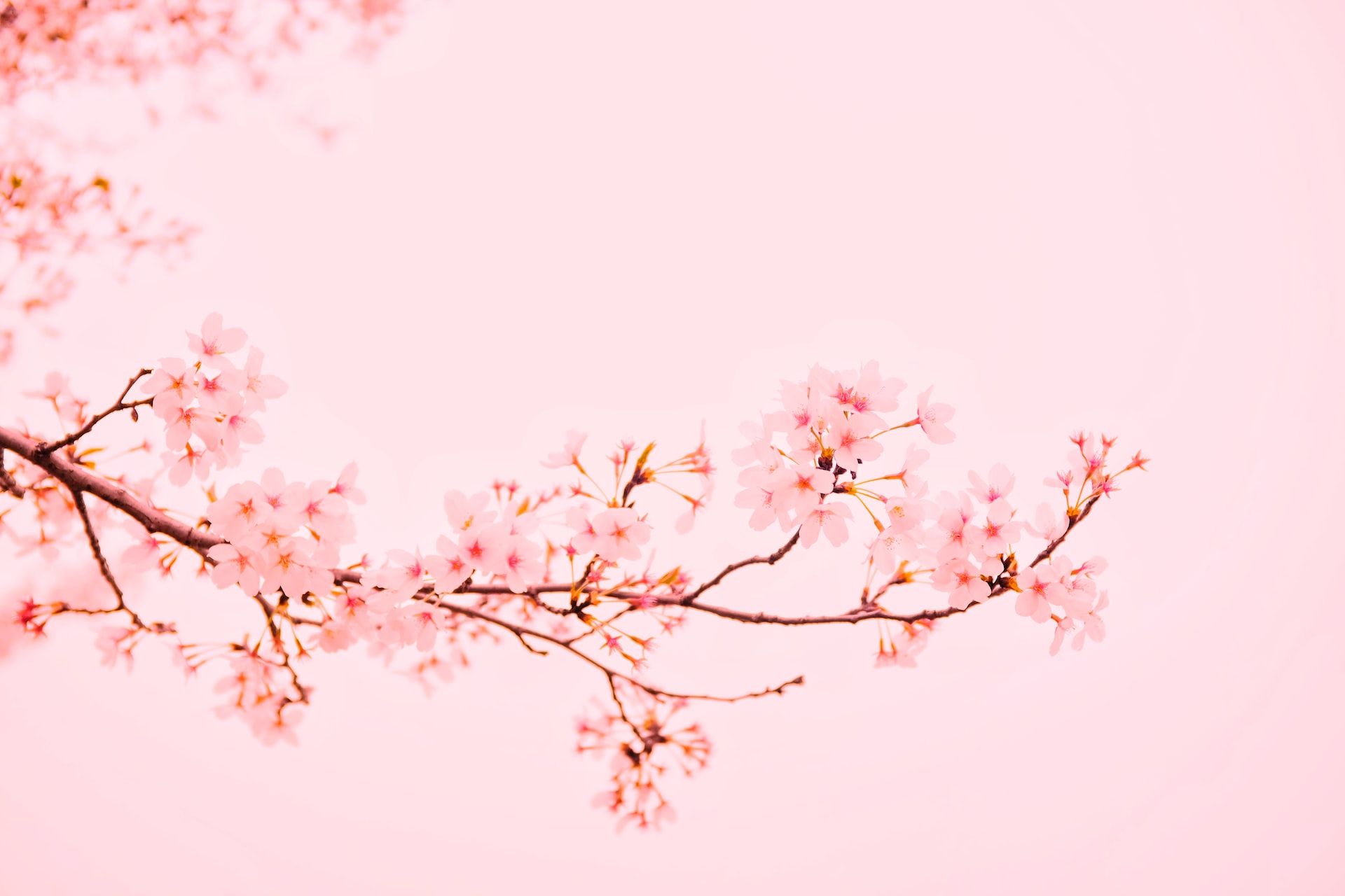 Cherry Blossom Season in Cappadocia: A Spring Experience Guide