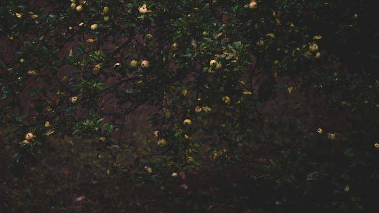 Apples growing on a tree branch at night