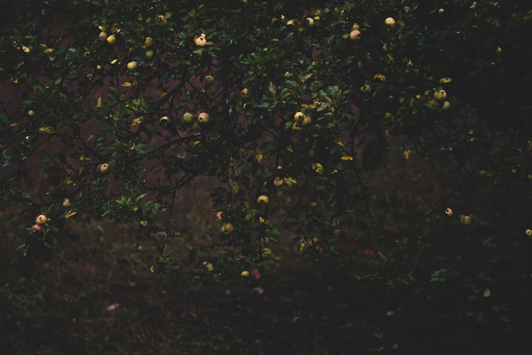 Apples growing on a tree branch at night