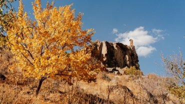 a tree with yellow leaves