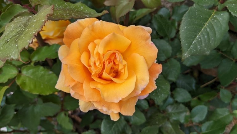 a yellow flower surrounded by green leaves