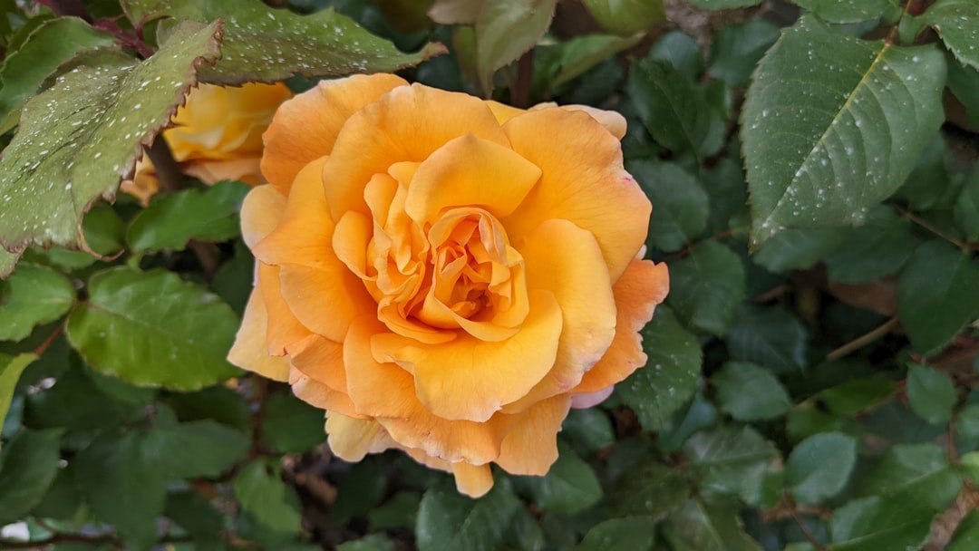 a yellow flower surrounded by green leaves